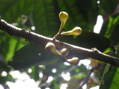 Anaxagorea dolichocarpa