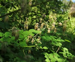 Thalictrum strigillosum
