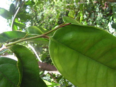 Anaxagorea dolichocarpa