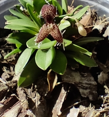 Stelis ornata