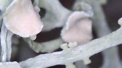 Ramalina stenospora