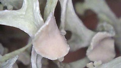 Ramalina stenospora