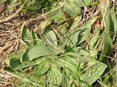 Plantago media