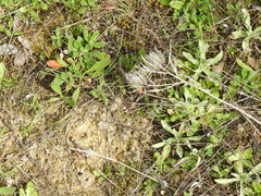 Atractylis cancellata