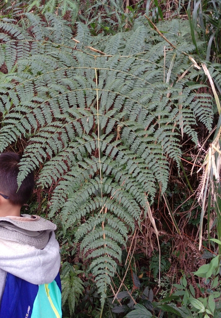 Dryopteris paleolata (Dryopteris paleolata)