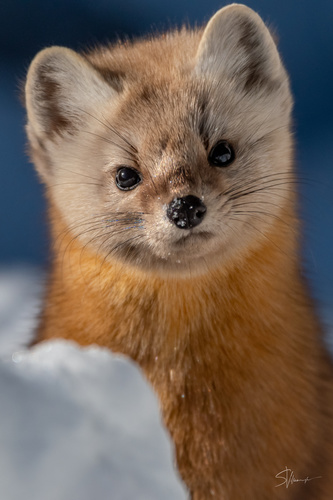 American Marten, Parc national de la Jacques-Cartier, Ste-Brigitte-de-Laval, QC, CA, photo 8 of 10