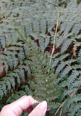 Dryopteris paleolata
