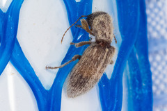 Cymatodera fuchsii