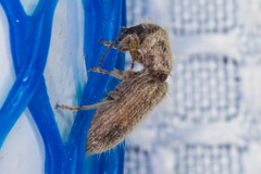 Cymatodera fuchsii