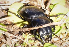 Pasimachus elongatus