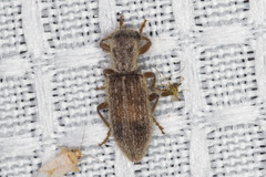 Cymatodera fuchsii