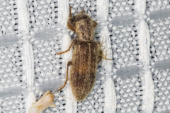 Cymatodera fuchsii