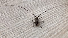 Acanthocinus aedilis