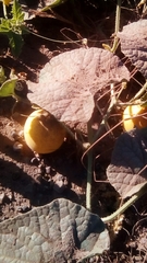 Cucumis