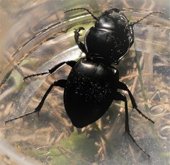 Pasimachus elongatus