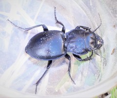 Pasimachus elongatus