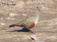 Rhinocrypta lanceolata