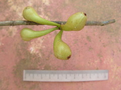 Anaxagorea dolichocarpa