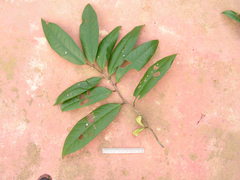 Anaxagorea dolichocarpa