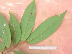 Anaxagorea dolichocarpa