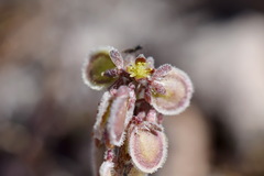 Clypeola jonthlaspi