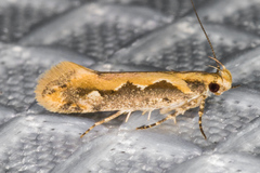 Ornativalva erubescens