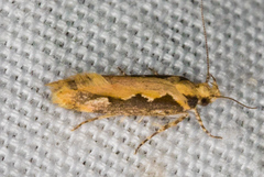 Ornativalva erubescens