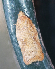 Acleris notana