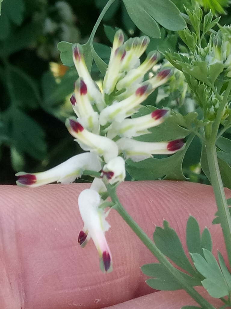White ramping fumitory (Fumaria capreolata)