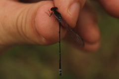 Pseudagrion hamoni