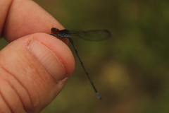 Pseudagrion hamoni