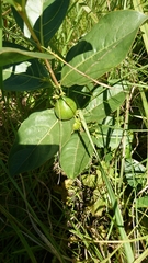 Vangueria venosa