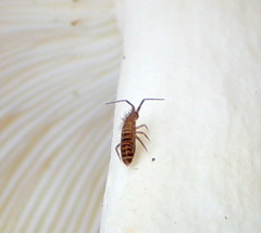 Orchesella multifasciata
