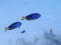 Paracanthurus hepatus