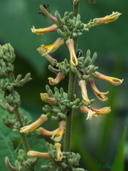 Triumfetta cordifolia