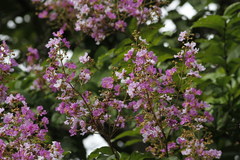 Angiospermae