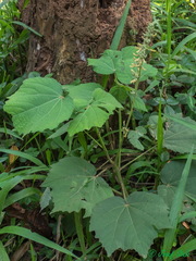 Triumfetta cordifolia