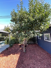 Magnoliopsida