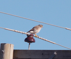 Spiziapteryx circumcincta