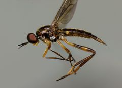 Benhamyia hoheria