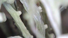 Ramalina stenospora