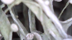 Ramalina stenospora