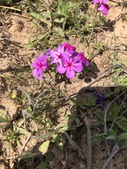 Phlox drummondii
