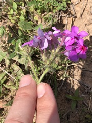 Phlox drummondii