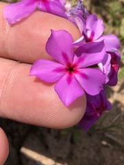 Phlox drummondii