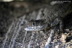Tropidurus