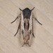 American Swordgrass Moth - Photo (c) Northern Rockies Research and Educational Services, some rights reserved (CC BY-NC), uploaded by Northern Rockies Research and Educational Services