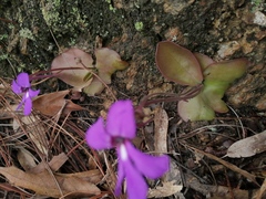 Pinguicula macrophylla