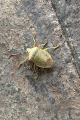 Brontocoris nigrolimbatus