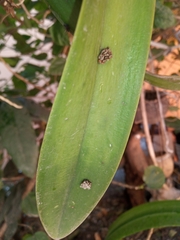 Stenomacra marginella